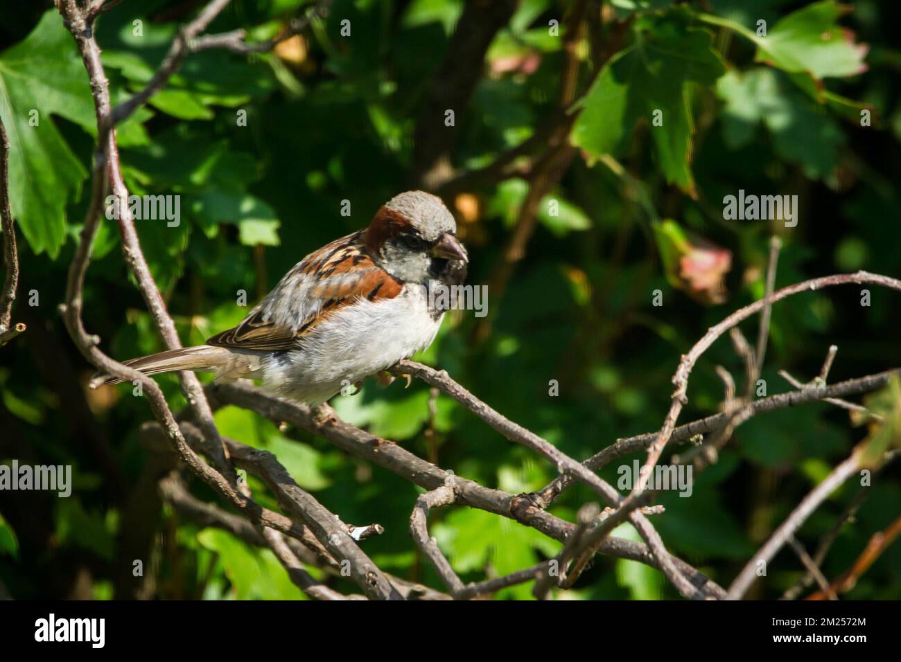 Männlicher Hausspatz (Passer domesticus) in Zweigen Stockfoto