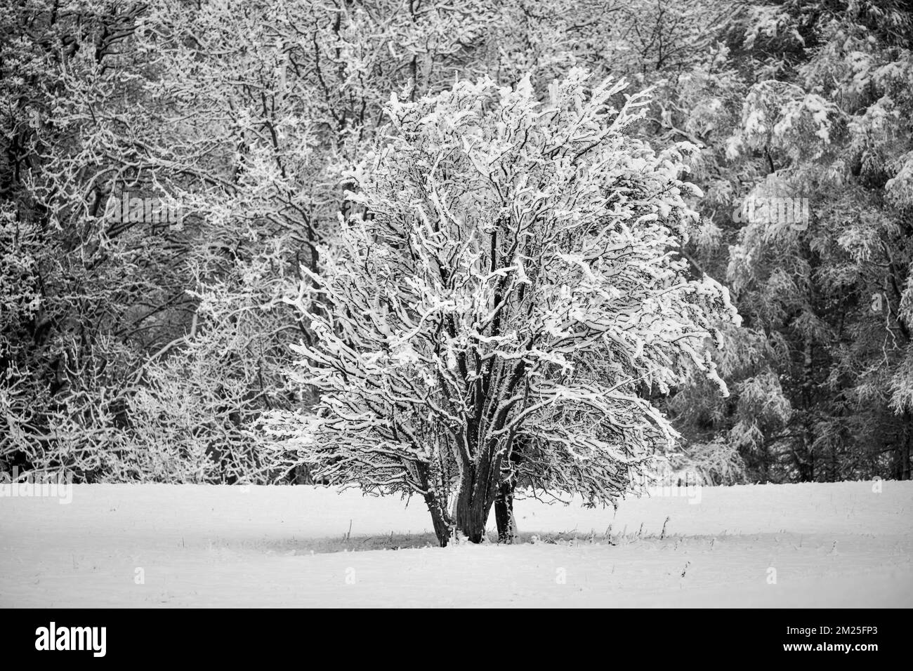 Schneebedeckte Bäume, Frost Stockfoto