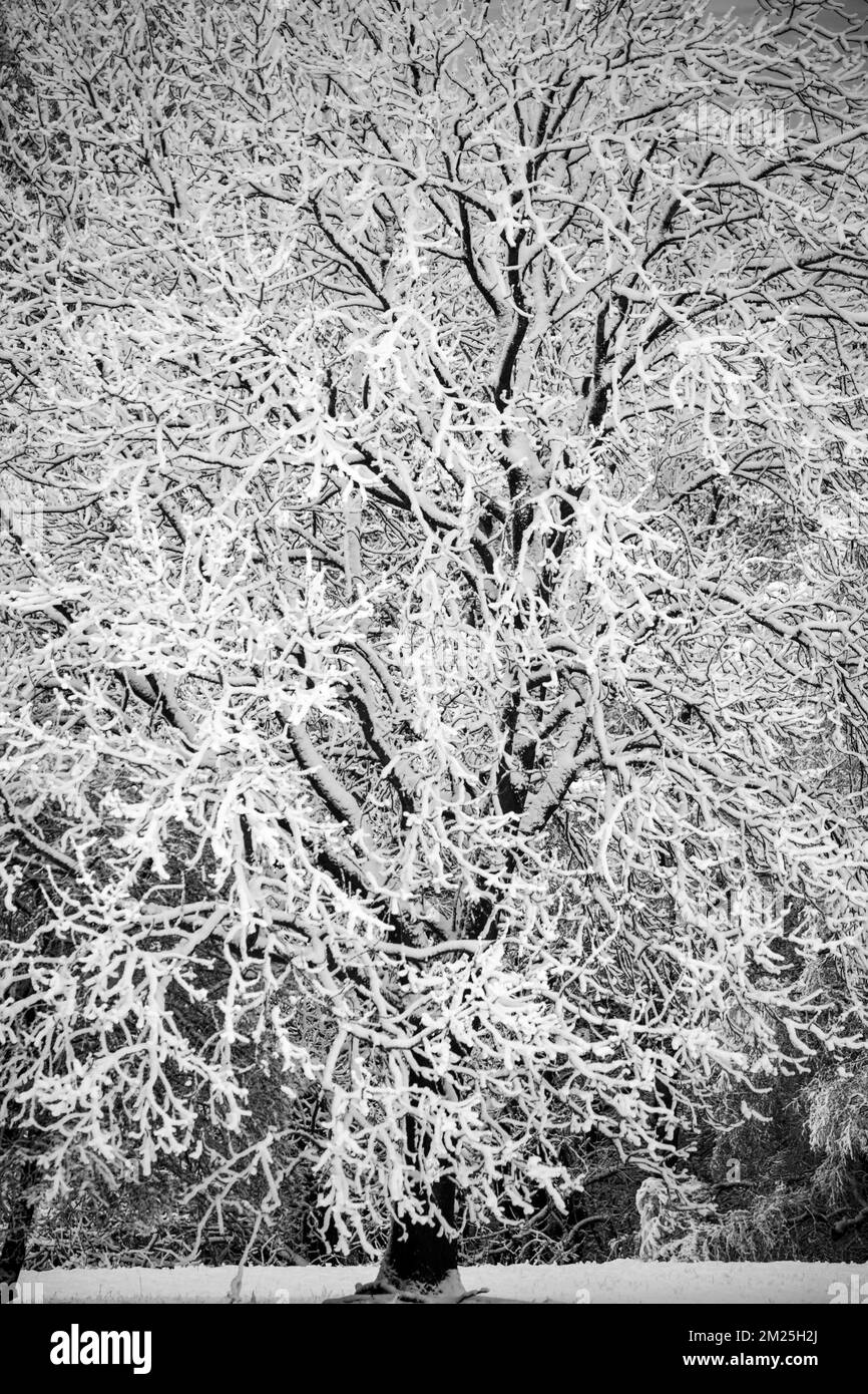 Schneebedeckte Bäume, Frost Stockfoto