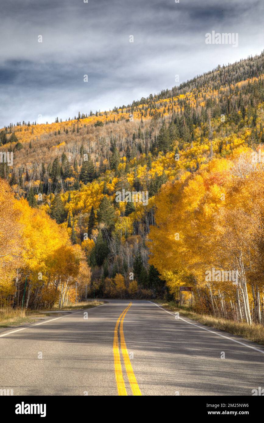 Der State Highway 65 von Colorado führt durch einen Hain gelber Espen an der Nordseite des Grand Mesa National Forest. Stockfoto