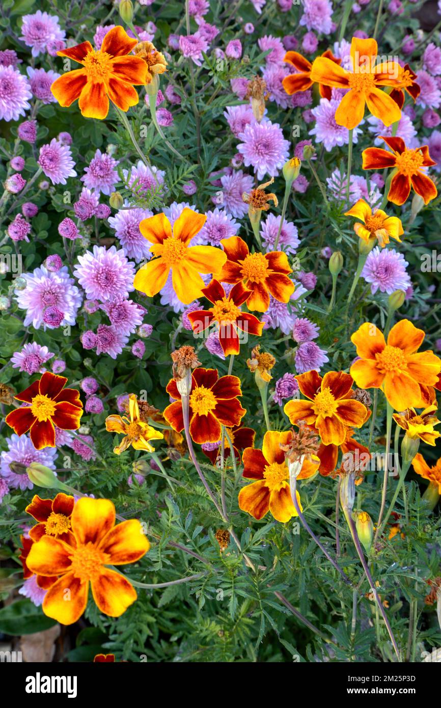 Ein Nahbild der jährlichen Marigoldblüten mit Chrysanthemblüten im Hintergrund Stockfoto
