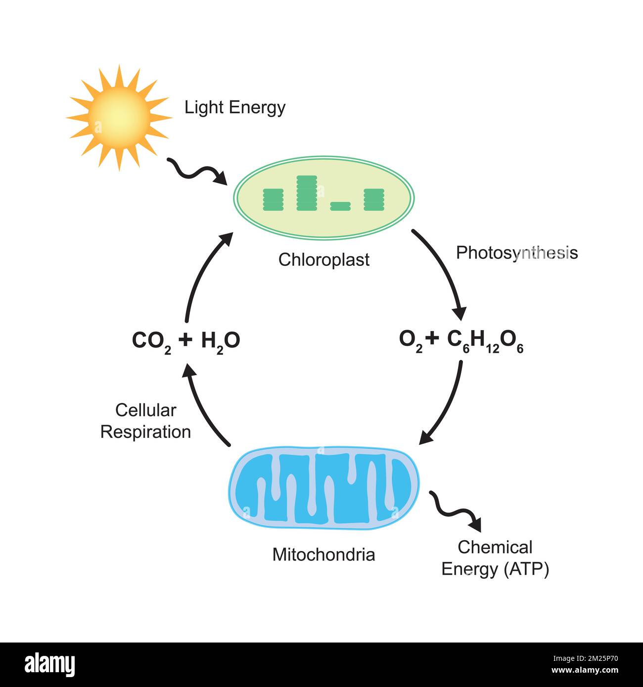 Wissenschaftliches Design von Photosynthese und zellulärer Atmung. Vektordarstellung. Stock Vektor