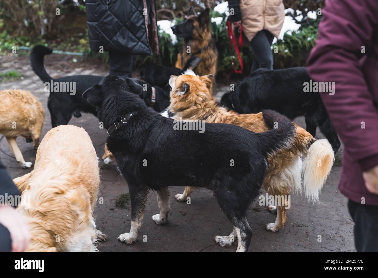 Private Unterkünfte für obdachlose Hunde. Viele bunte Mischtiere, die gemeinsam im Garten spazieren gehen und auf einen Spaziergang mit Freiwilligen warten. Hochwertiges Foto Stockfoto