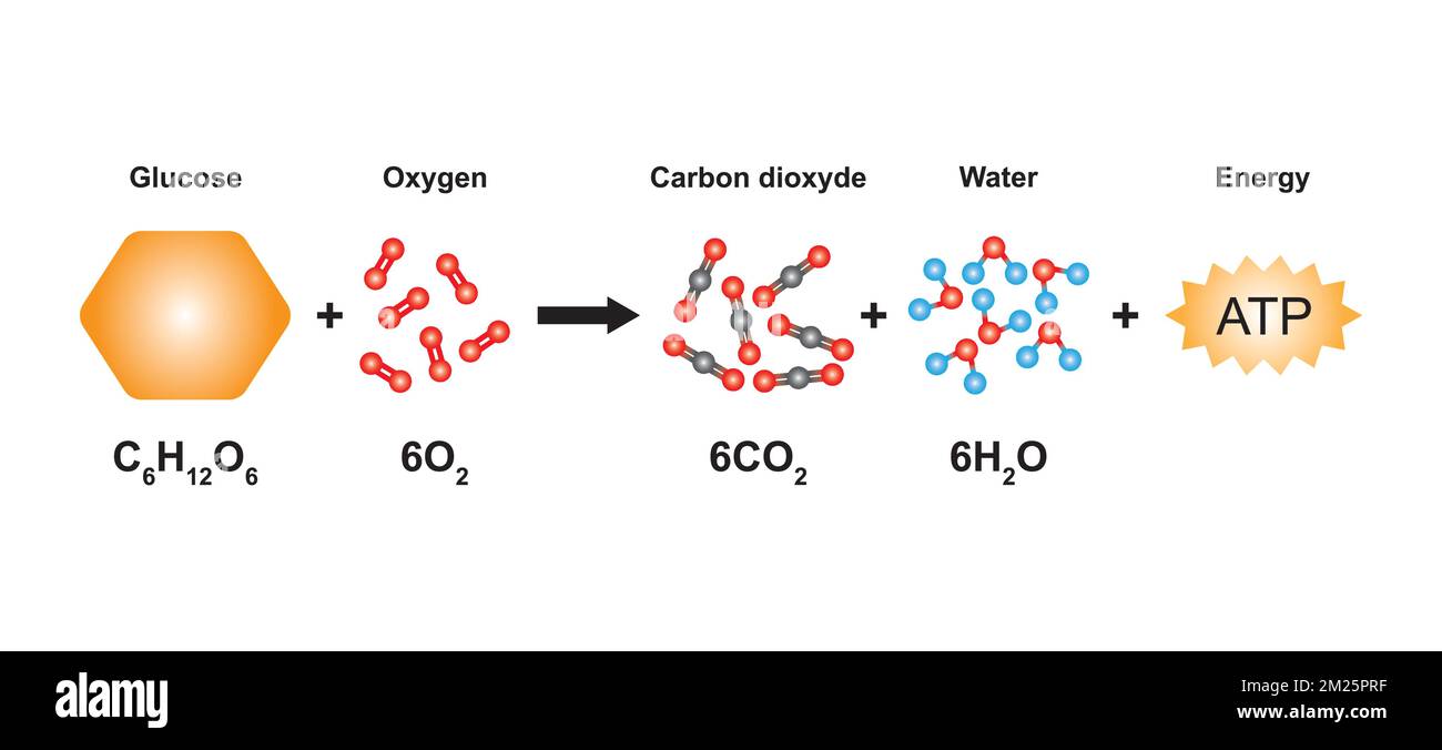 Wissenschaftliches Design der zellulären Respirationsgleichung. Verwenden des Molekularmodells von Atomen. Vektordarstellung. Stock Vektor