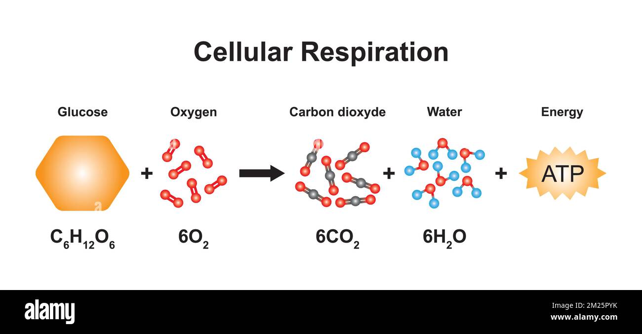 Wissenschaftliches Design der zellulären Respirationsgleichung. Verwenden des Molekularmodells von Atomen. Vektordarstellung. Stock Vektor