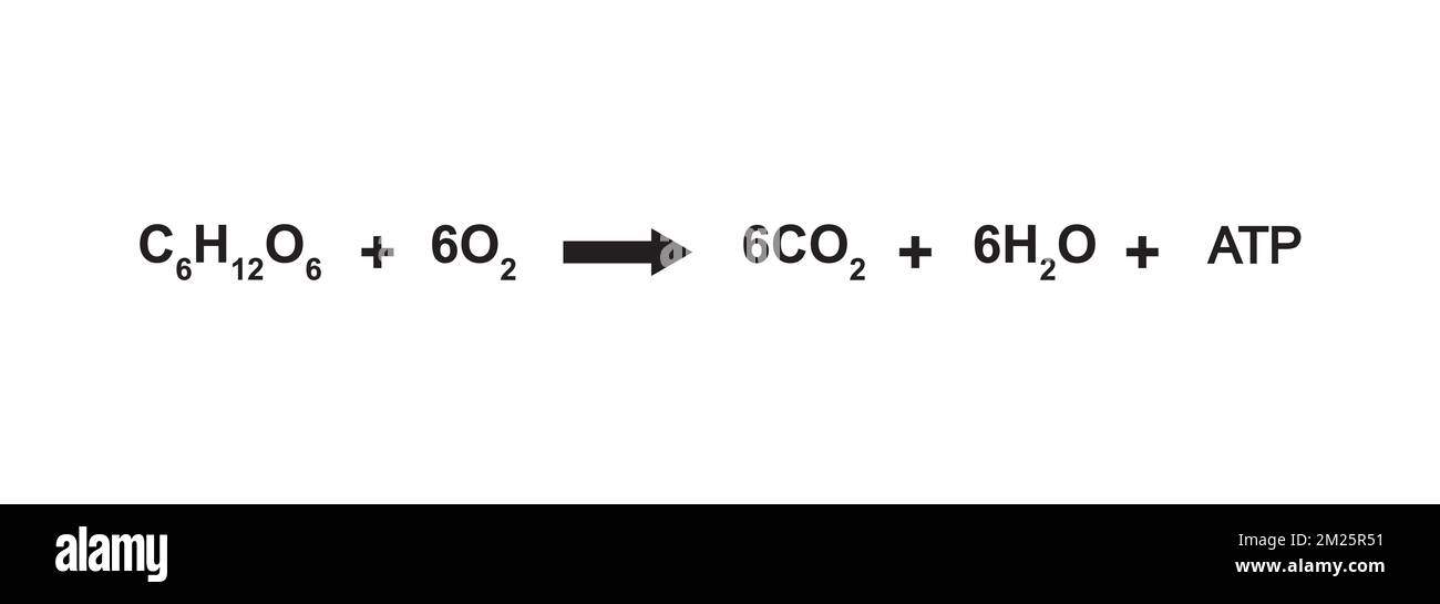 Einfache Entwicklung der Zellulären Atmungsgleichung. Vektordarstellung. Stock Vektor