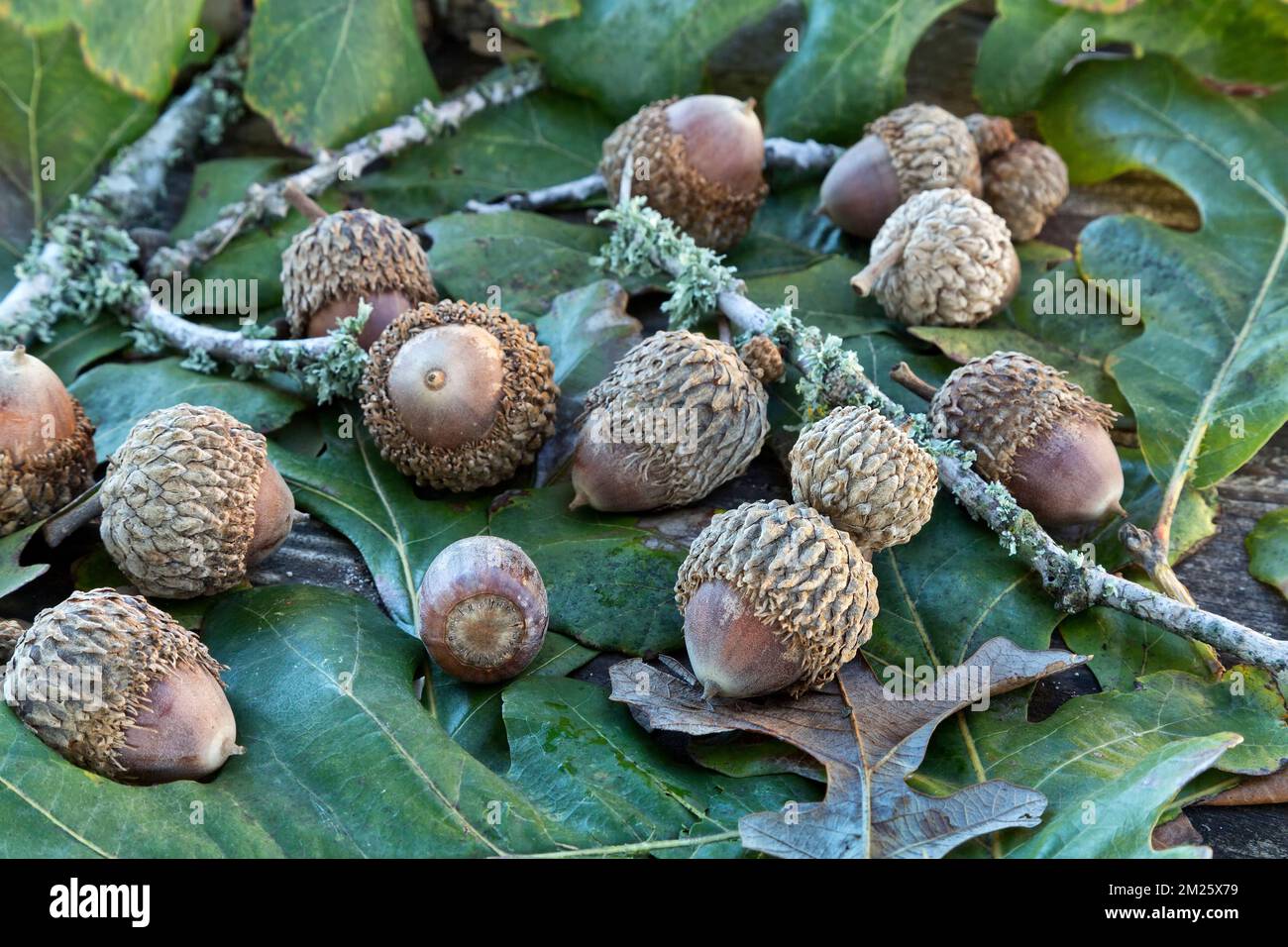 Reife Acorns, Bur Oak „Quercus macrocarpa“, Laub, Texas. Stockfoto