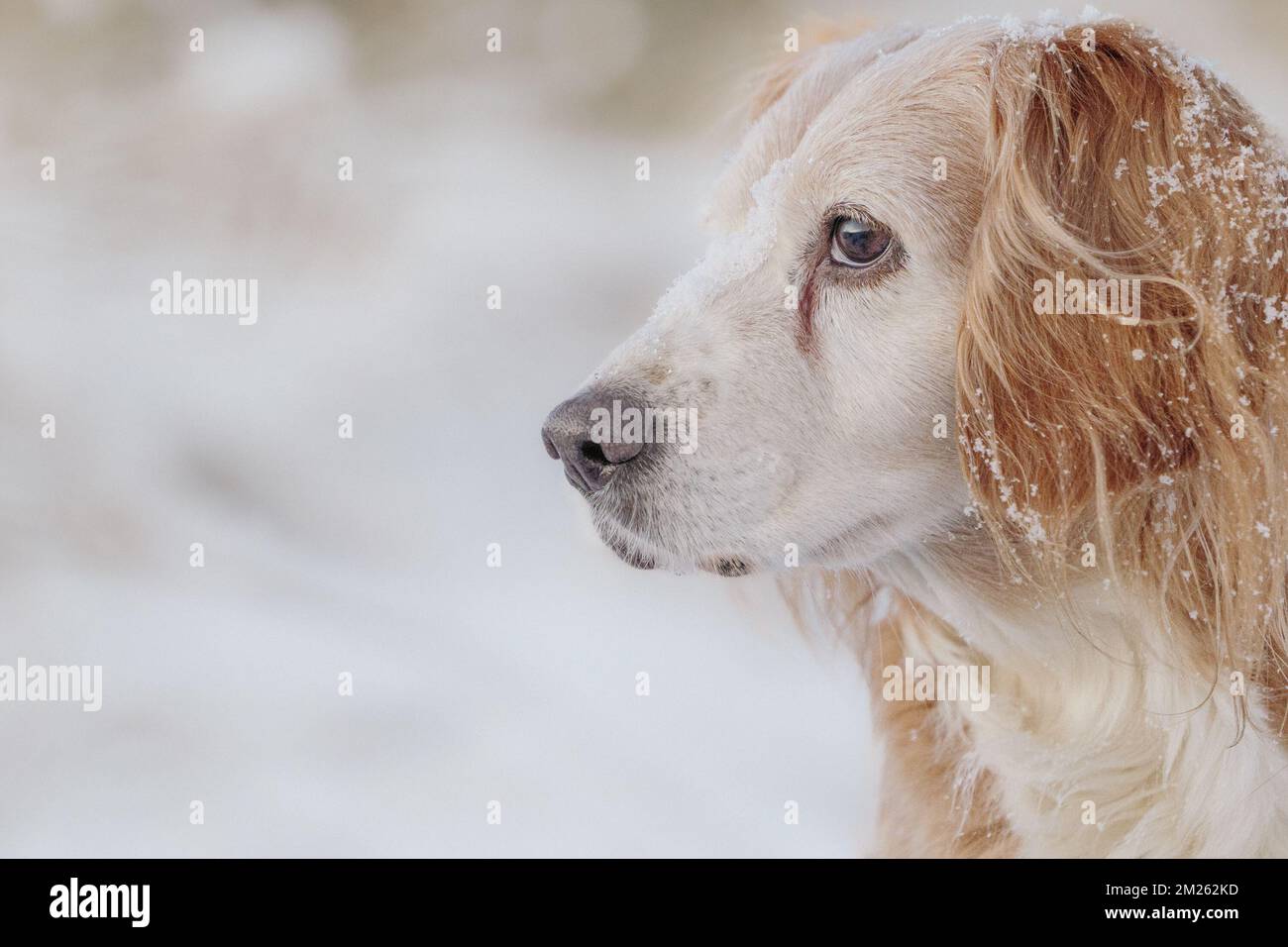 Porträt eines goldenen Cockerspaniel arbeitenden Hundes im Schnee. Augenkontakt und süß. Stockfoto