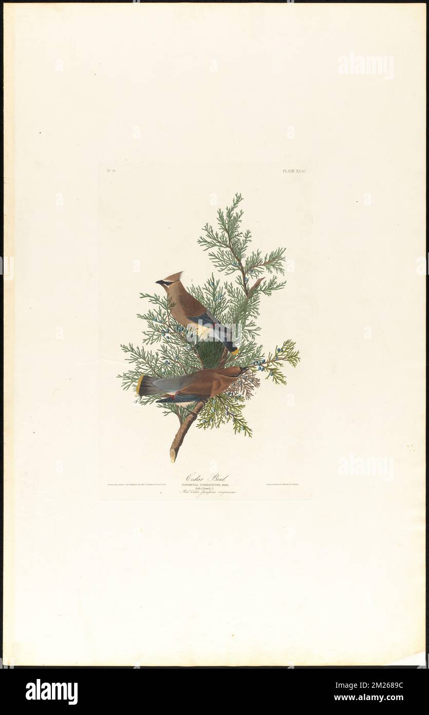 Zedernvogel : Bombycilla carolinensis, Briss. Männlich 1. Weiblich, 2. Rote Zeder. Juniperus virginiana. c.1 v.1 Platte 43 , Vögel, Wacholder, Zeder, östliche Rotzeder. Die Vögel Amerikas - aus Originalzeichnungen von John James Audubon Stockfoto