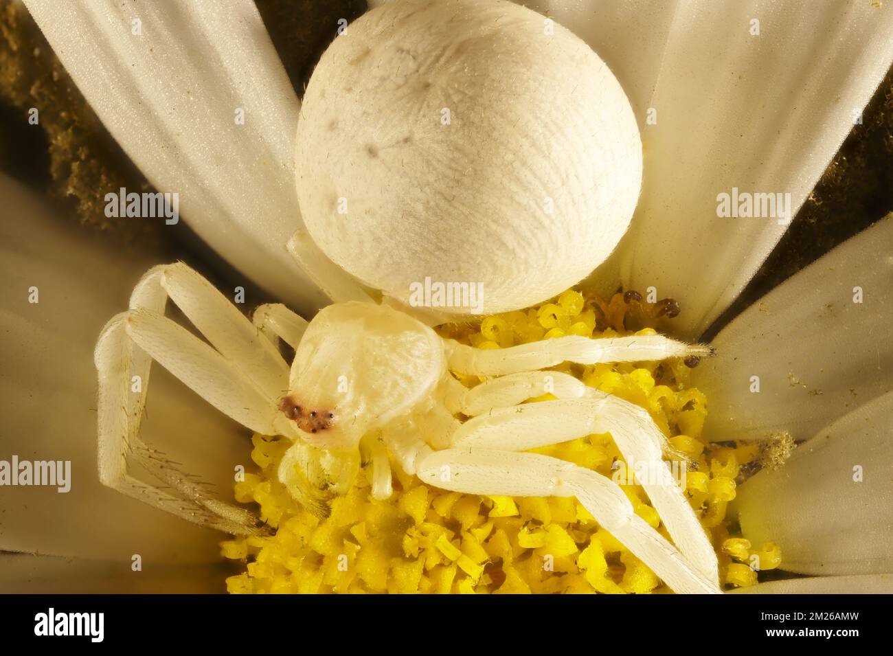 Super-Makro-dorsale Ansicht der Milchblumenspinne (Zygometis xanthogaster) auf weißer Gänseblümchenblume Stockfoto