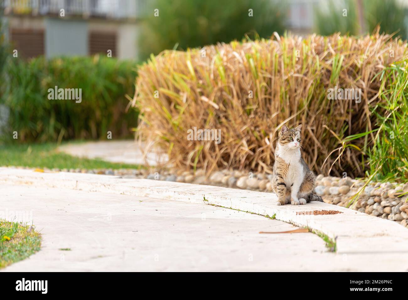 Die Straßenkatze im Park isst Essen, das von Tierliebhabern übrig bleibt und ist zufrieden Stockfoto