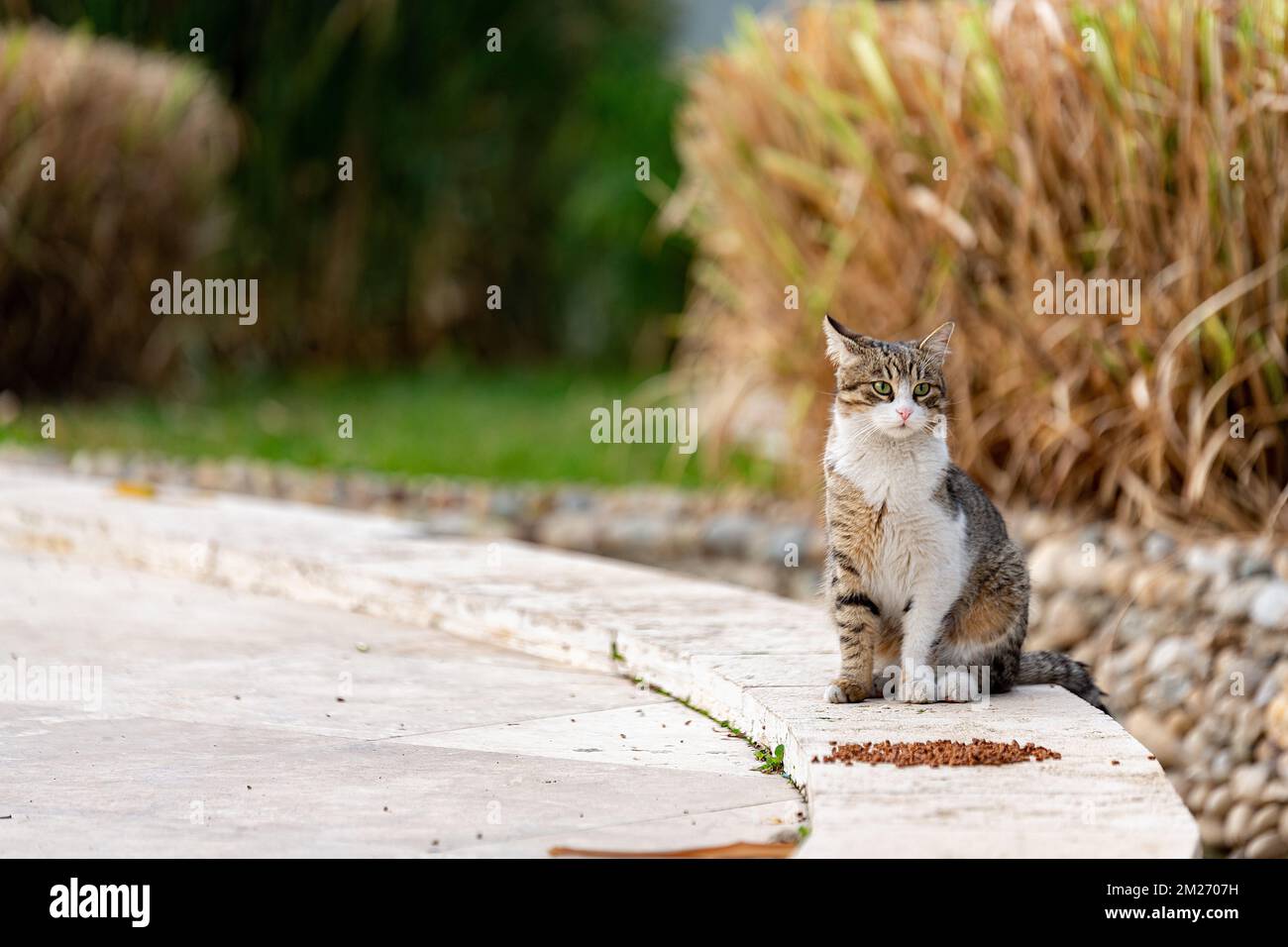 Die Straßenkatze im Park isst Essen, das von Tierliebhabern übrig bleibt und ist zufrieden Stockfoto