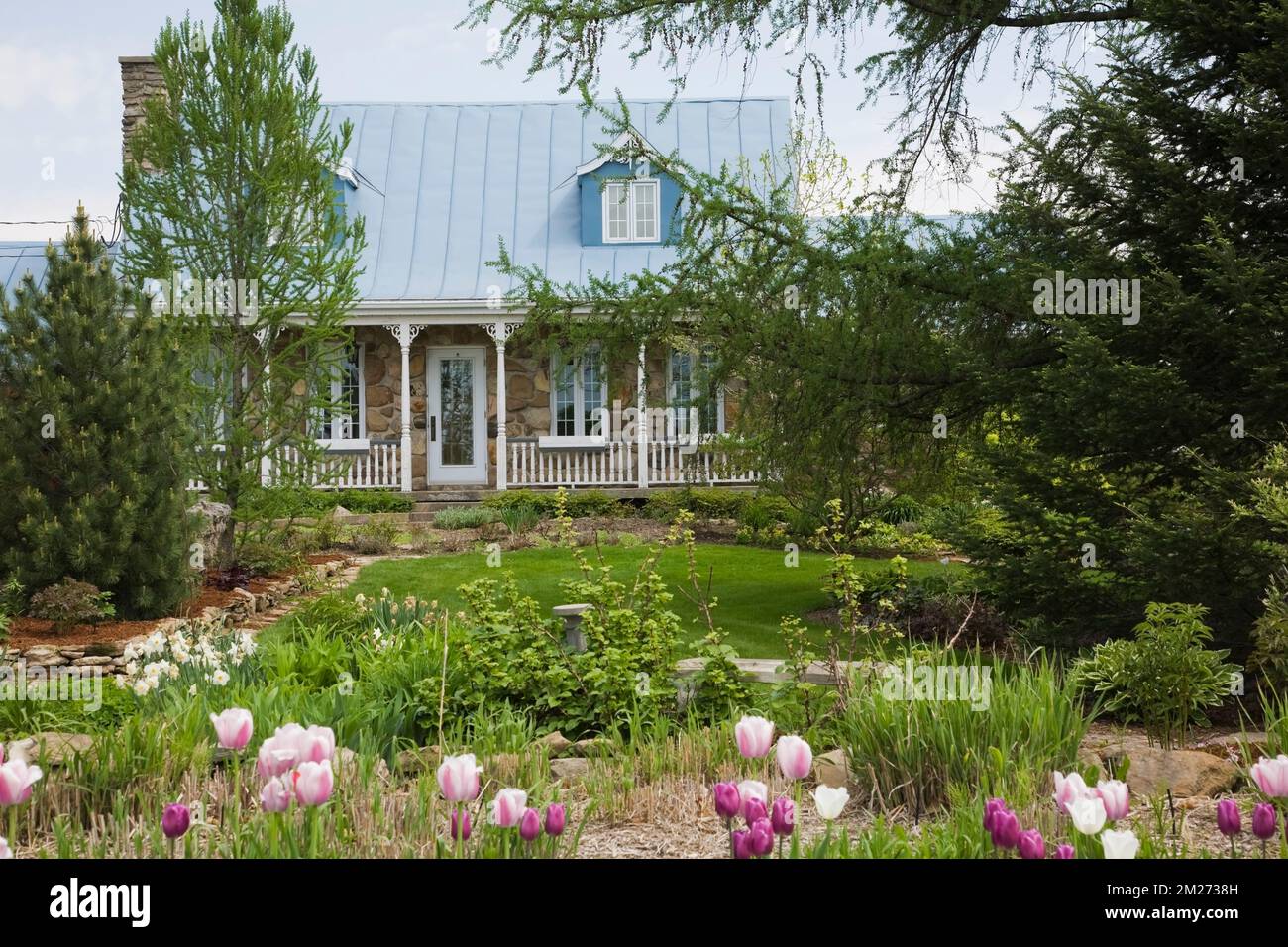 Old Canadiana Cottage Stil Feldsteinhaus mit Tulipa - Tulpen in landschaftlich gestaltetem Vorgarten im Frühling. Stockfoto