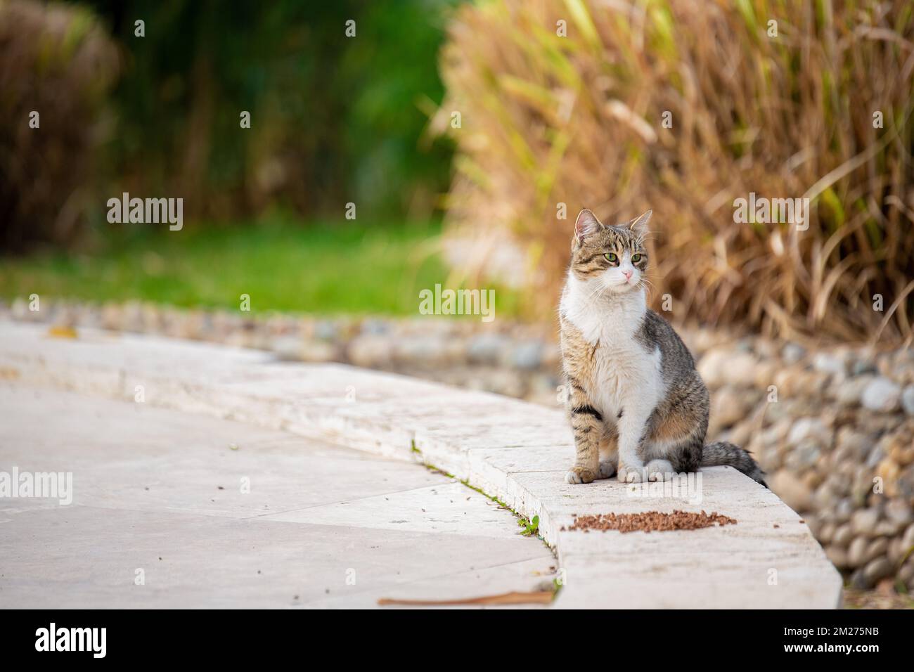 Die Straßenkatze im Park isst Essen, das von Tierliebhabern übrig bleibt und ist zufrieden Stockfoto