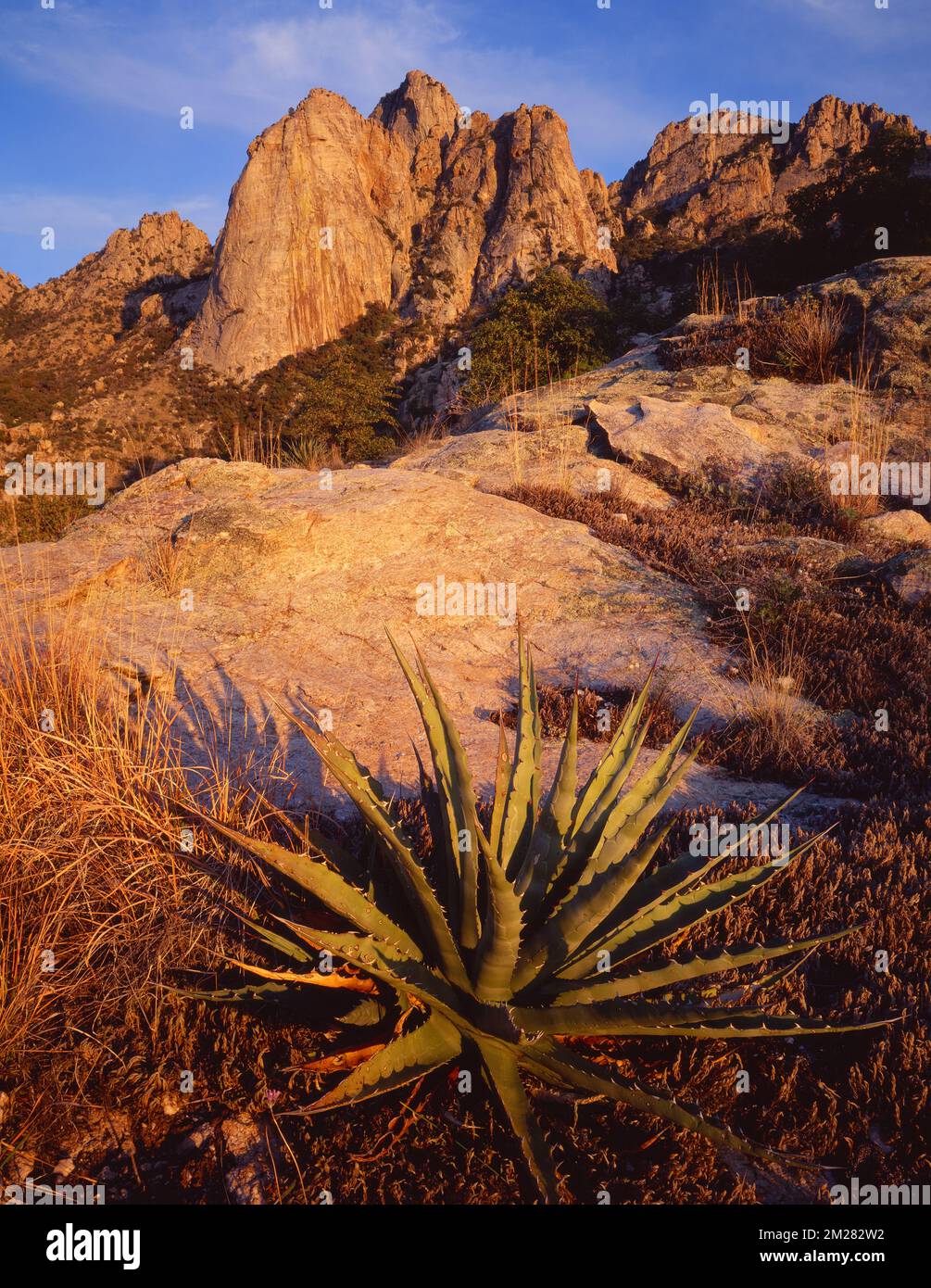 Desert Agave, auch bekannt als eine Jahrhundertpflanze in den Ausläufern der Santa Catalina Mountains, Arizona Stockfoto