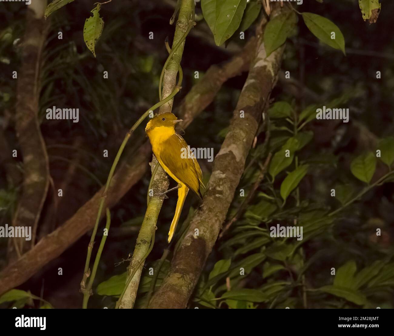 Der goldene Bowerbird (Prionodura newtoniana), eine Vogelart der Familie Ptilonorhynchidae, die von diesen Vögeln erbauten Bowers dauern viele Jahre. Stockfoto