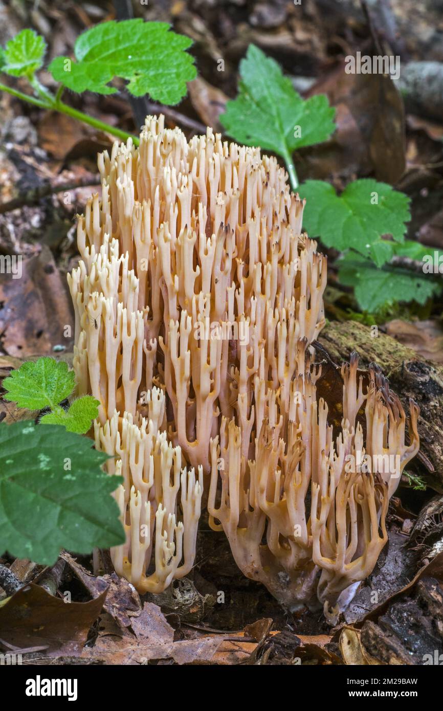 Strauchkorallen / aufrechte Korallen (Ramaria stricta / Clavaria stricta) auf dem Waldboden | Clavaire droite / Clavaire Dressée / Ramaire droite (Ramaria stricta / Clavaria stricta) 24/08/2017 Stockfoto