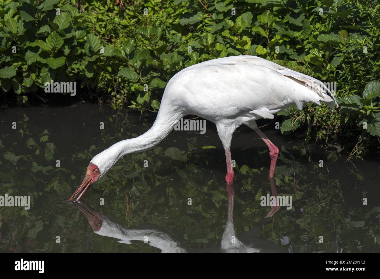 Sibirienkranich / Sibiriischer Weißkranich / Schneekranich (Leucogeranus leucogeranus) Futtersuche in flachem Bachwasser | Grue de Sibérie (Grus leucogeranus) 17/09/2017 Stockfoto