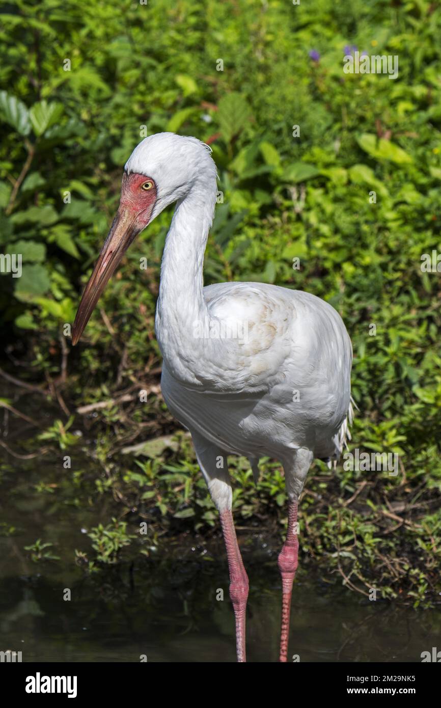 Sibirienkranich / Sibiriischer Weißkranich / Schneekranich (Leucogeranus leucogeranus) Futtersuche in flachem Bachwasser | Grue de Sibérie (Grus leucogeranus) 17/09/2017 Stockfoto