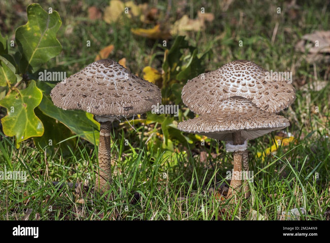 Parasol mushrooms (Macrolepiota procera / Lepiota procera) in grassland in autumn | Lépiote élevée / coulemelle (Macrolepiota procera / Lepiota procera) 26/09/2017 Stockfoto