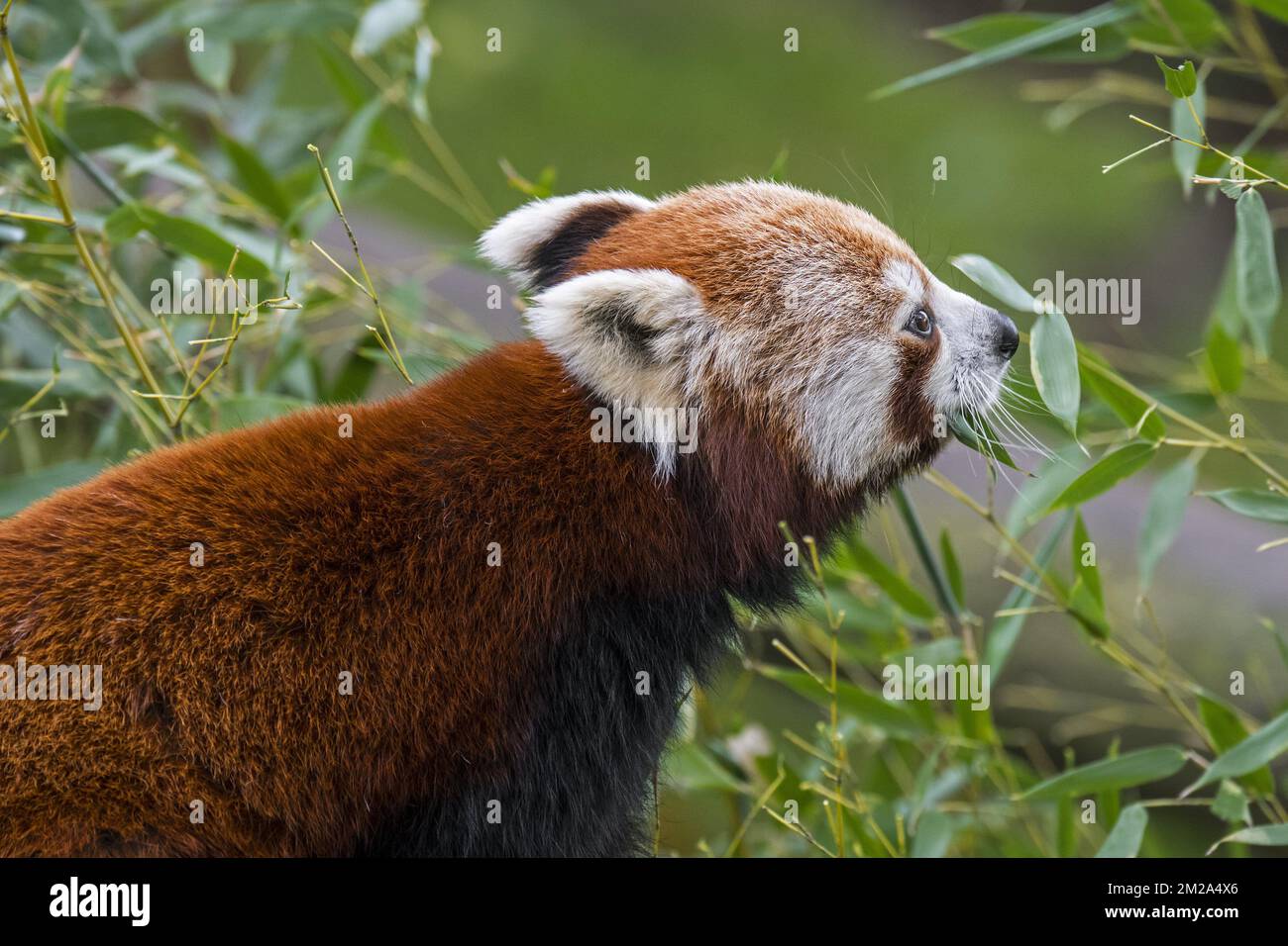 Roter Panda / kleiner Panda (Ailurus fulgens), der Bambusblätter isst, aus dem östlichen Himalaya und Südwestchina stammt | Petit Panda / Panda roux / Panda éclatant (Ailurus fulgens) de l'Himalaya et de la Chine 20/09/2017 Stockfoto