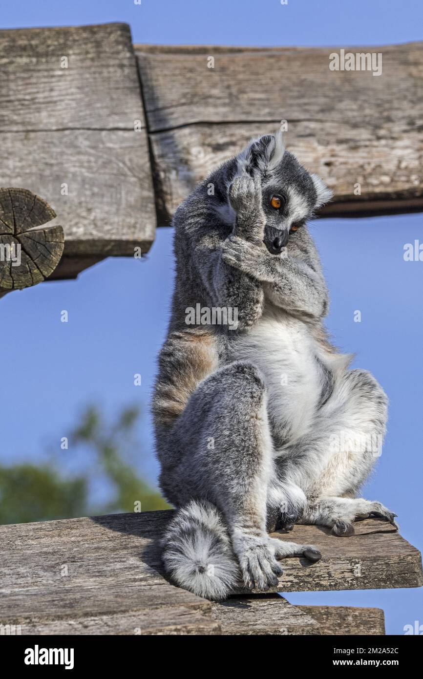 Lemur (Lemur catta), der auf einem Holzgebäude sitzt und seinen Pelz pflegt, stammt aus Madagaskar | Maki catta / Maki Mococo / maki à queue annelée / lémur à queue annelée (Lemur catta) 25/09/2017 Stockfoto