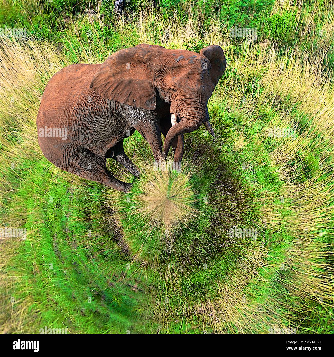 Afrikanischer Elefant | Elephant d'Afrique 30/12/2013 Stockfoto