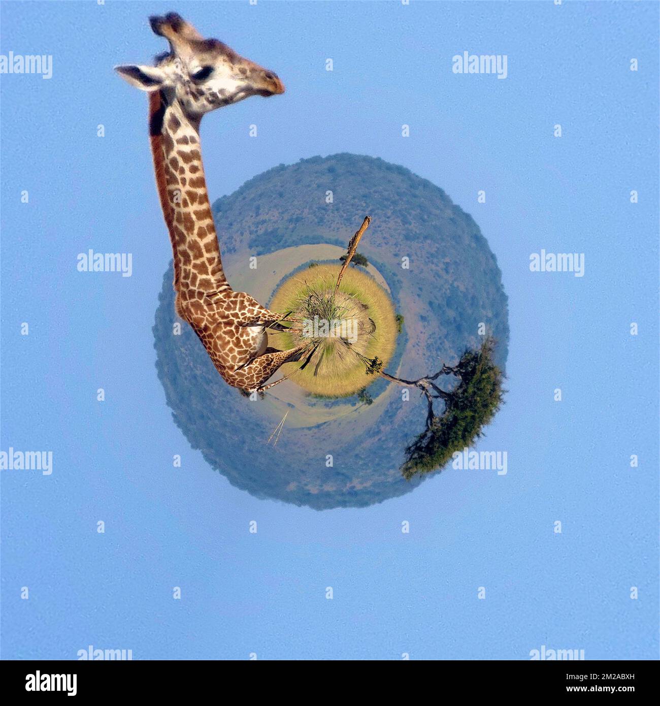 Giraffe in der Savanne | Girafe dans la savane 16/07/2015 Stockfoto