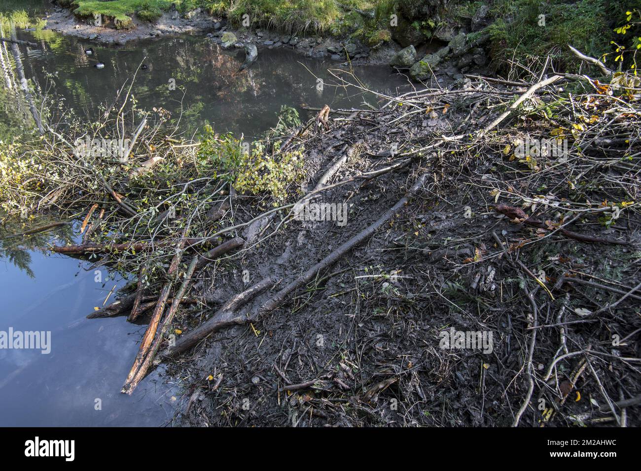 Details der Biberhütte (Castor Fiber) in einem Teich mit frischem Schlamm im Herbst | Hutte de Castor d'Europe/Castor Commun/Castor d'Eurasie (Castor Fiber L.) faite de bois et de la Boue 20/10/2017 Stockfoto