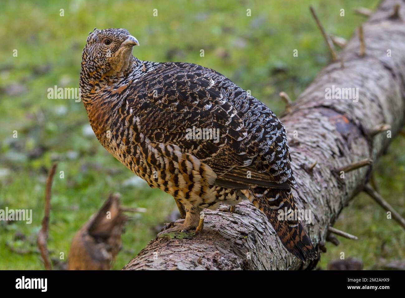 Westliche Capercaillie (Tetrao urogallus), weiblich/Huhn im Herbst | Grand Tétras/Grand coq de bruyère (Tetrao urogallus), Poule/weiblich, 16/10/2017 Stockfoto