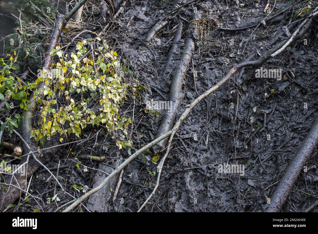 Details der Biberhütte (Castor Fiber) in einem Teich mit frischem Schlamm im Herbst | Hutte de Castor d'Europe/Castor Commun/Castor d'Eurasie (Castor Fiber L.) faite de bois et de la Boue 20/10/2017 Stockfoto