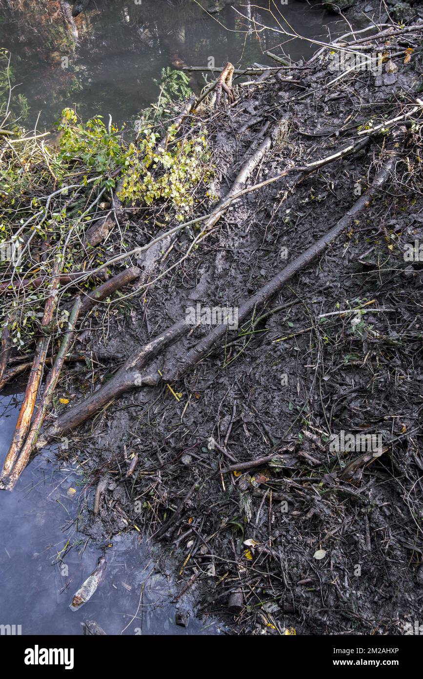 Details der Biberhütte (Castor Fiber) in einem Teich mit frischem Schlamm im Herbst | Hutte de Castor d'Europe/Castor Commun/Castor d'Eurasie (Castor Fiber L.) faite de bois et de la Boue 20/10/2017 Stockfoto