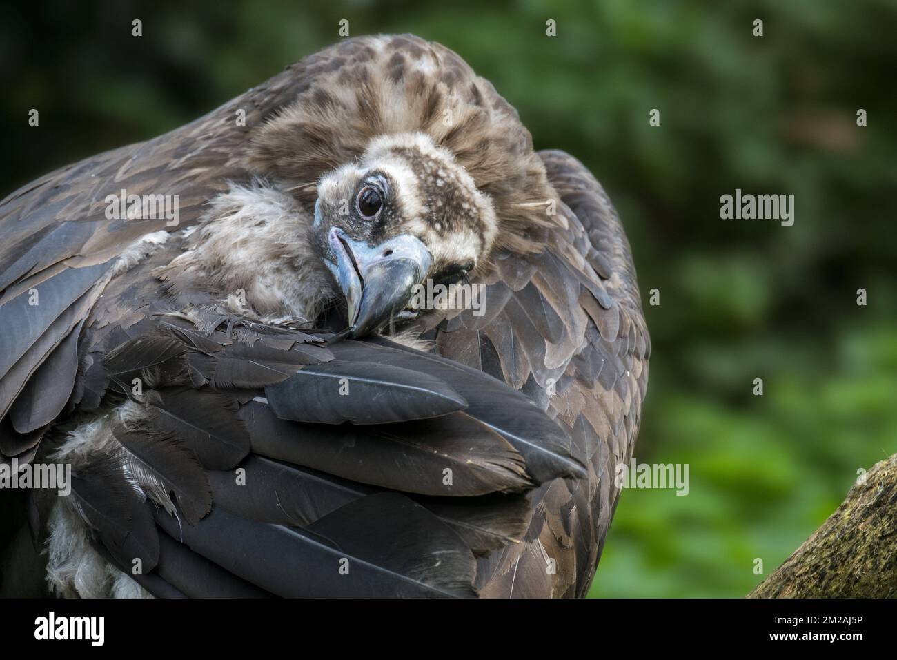 Nahaufnahme des kinetischen Geiers / Mönchsgeiers / Eurasischen Schwarzgeiers (Aegypius monachus), der Flügelfedern putzt | Vautour moine (Aegypius monachus) 13/10/2017 Stockfoto