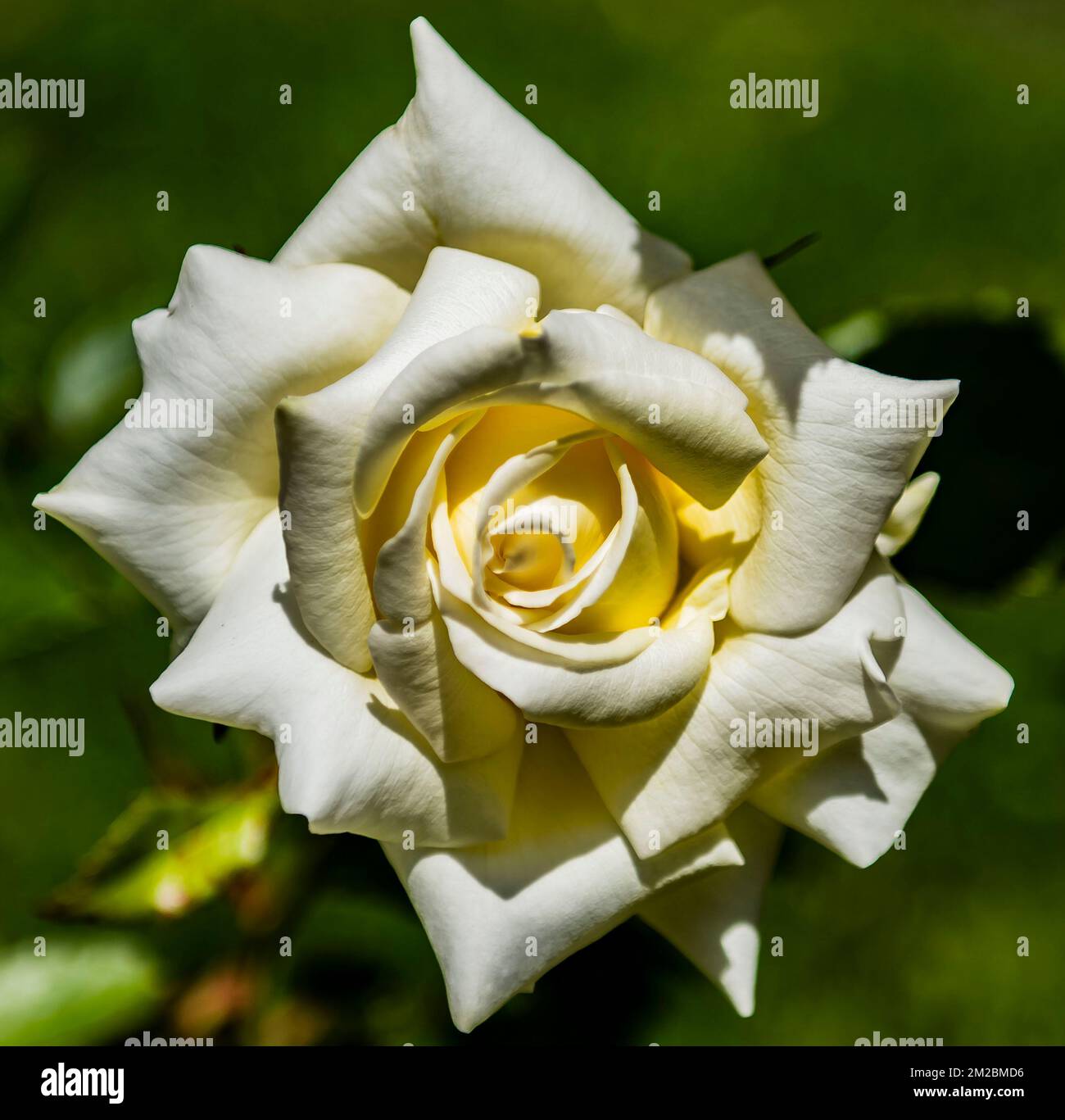 Eine blassgelbe weiße Rose symbolisiert Reinheit und Unschuld in den Rosengärten von Berkeley. Stockfoto