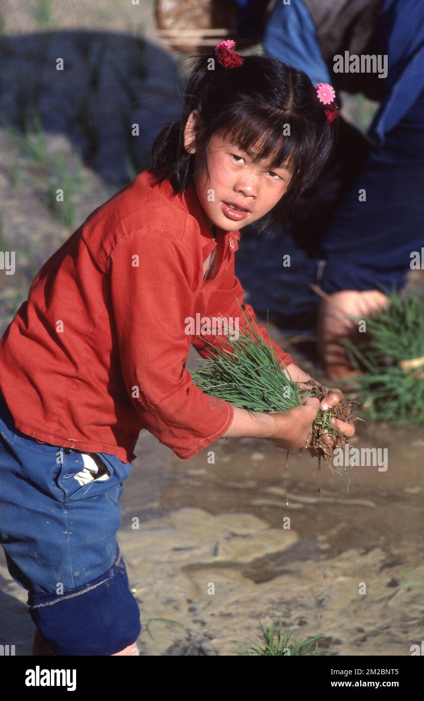 JUNGE MÄDCHEN PFLANZEN, KIUNMING, CHINA. Stockfoto