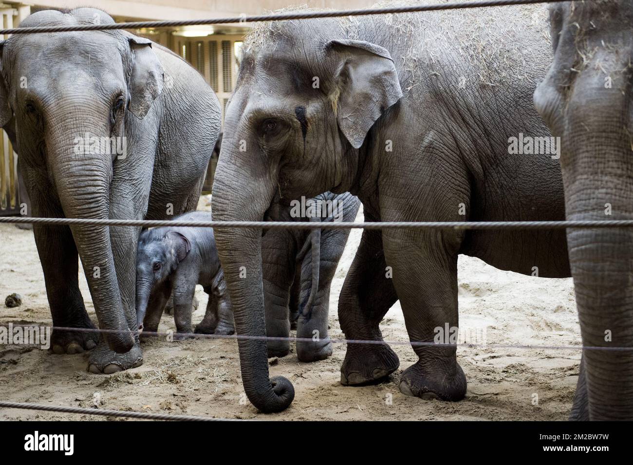 Neugeborener Baby-Elefant, gemalt im Planckendael Tierpark, Dienstag, 26. Dezember 2017, in Muizen, Mechelen. Der Elefant wurde gestern geboren, am 25.. Dezember 2017, zur Mutter May Tagu. BELGA FOTO JASPER JACOBS Stockfoto