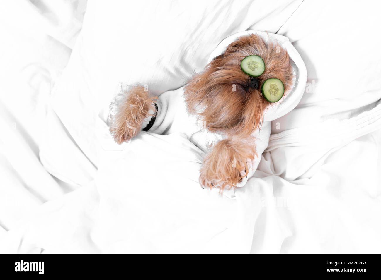 Die Brüsseler Griffon-Hunderasse liegt auf dem Bett, auf dem Gesicht mit einer Gurke Stockfoto