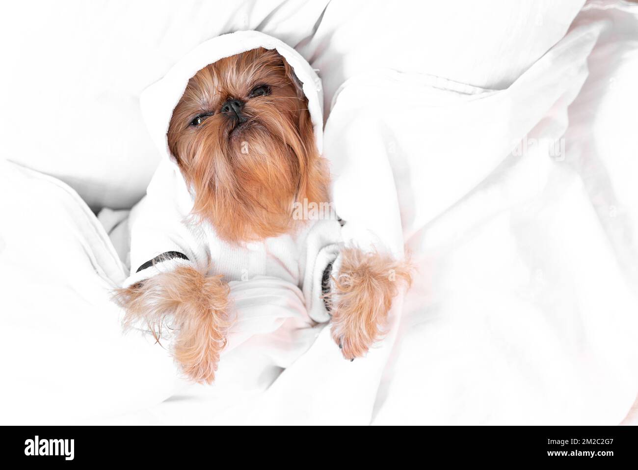 Ein süßer Hund liegt unter einer weißen Decke. Brüssel Griffon liegt morgens im Bett. Das Konzept der Haustiere, die wie Menschen leben. Stockfoto