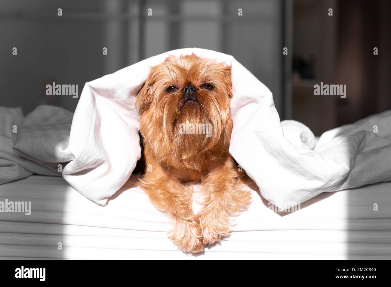 Gelangweilter junger Brüsseler Griffon-Hund unter einer weißen Decke. Ein Haustier wärmt sich unter einer Decke bei kaltem Winterwetter auf. Stockfoto