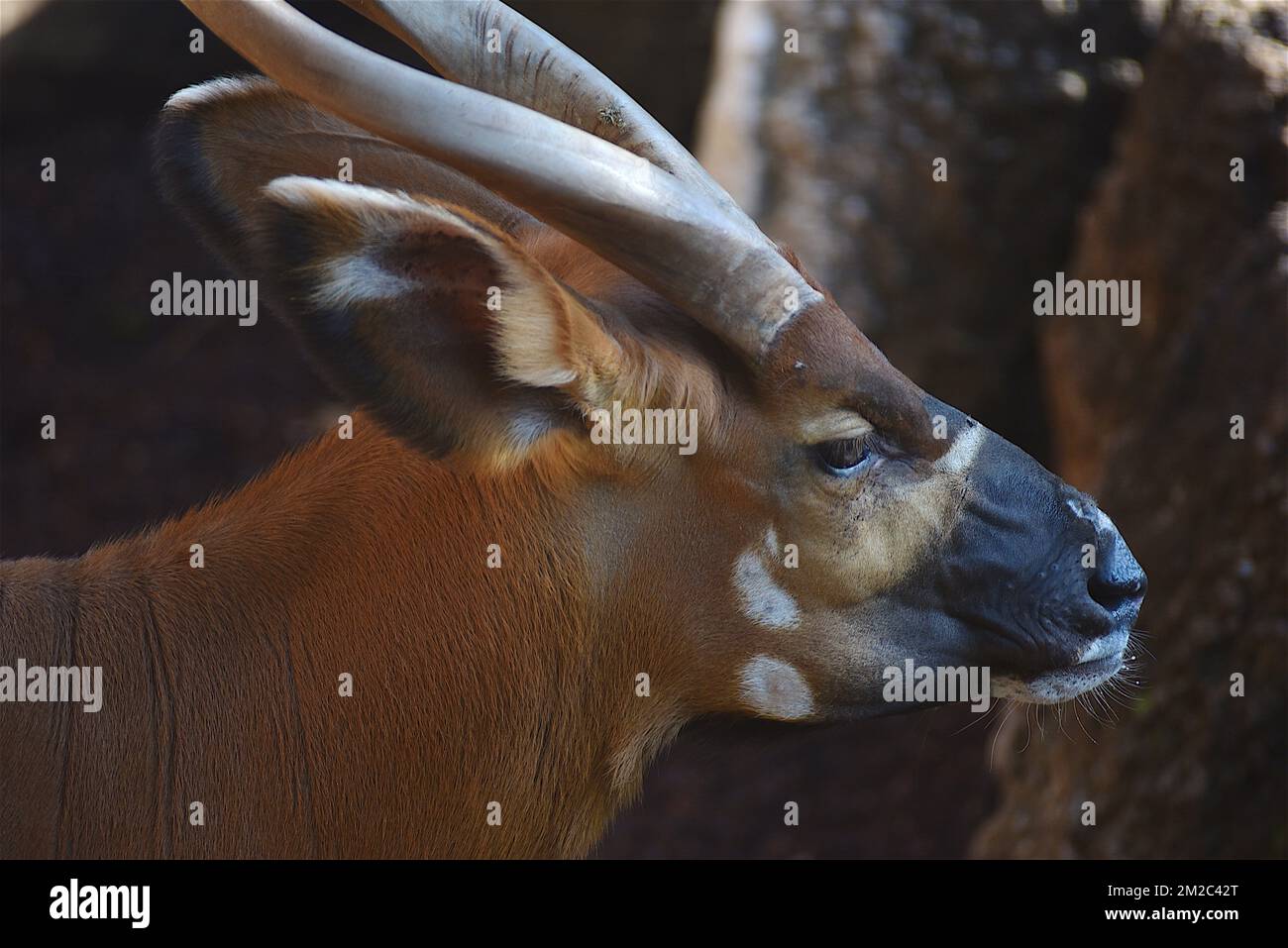 Gazelle Antilope | Gazelle Antilope 16/11/2017 Stockfoto