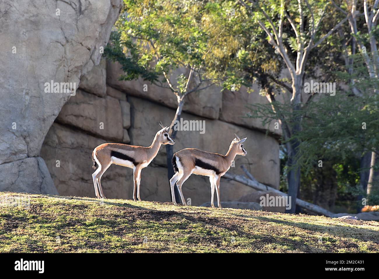Gazelle Antilope | Gazelle Antilope 16/11/2017 Stockfoto