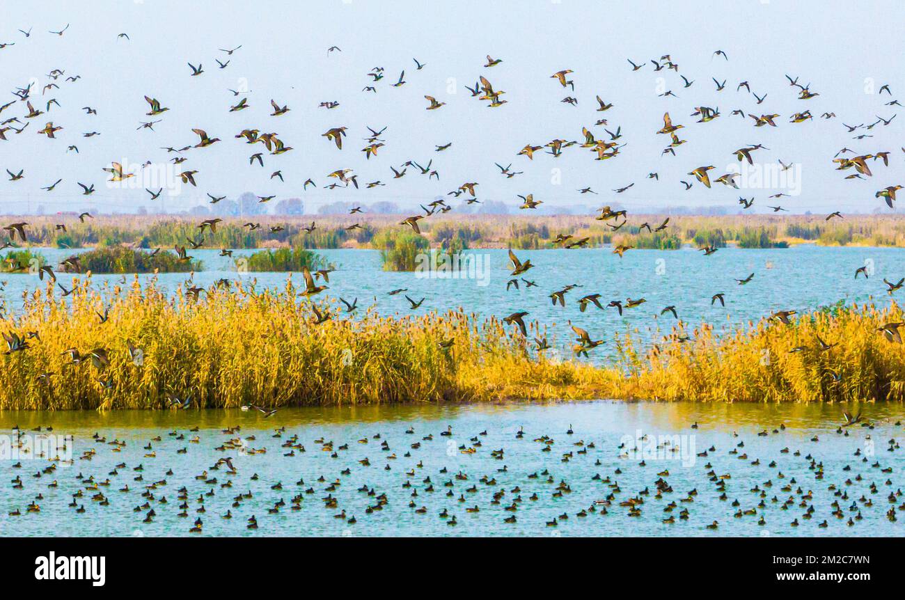 SUQIAN, CHINA 13. DEZEMBER 2022 Im Feuchtgebiet des HongzeSees in