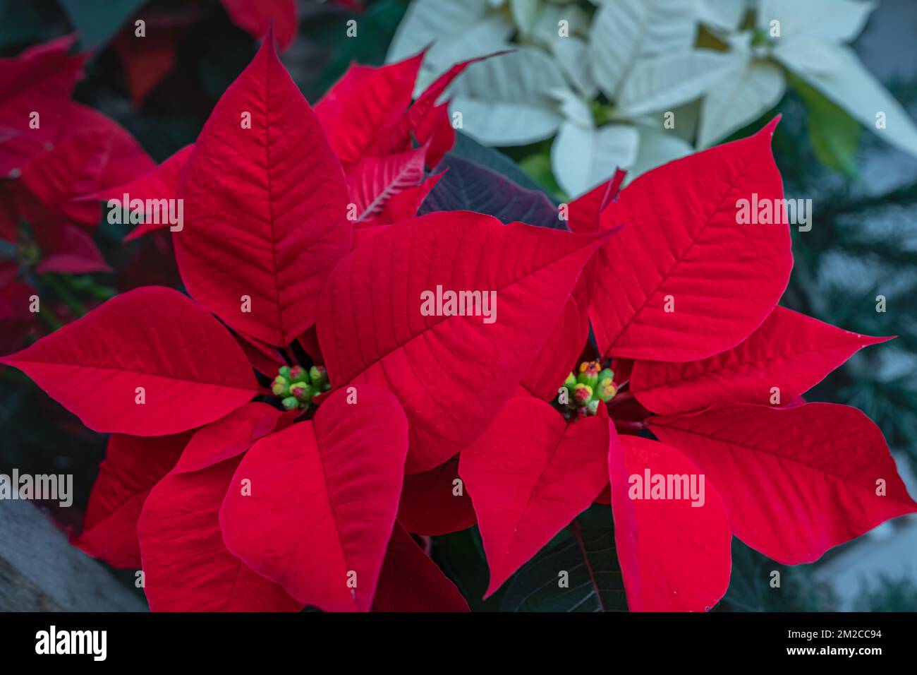 Verschlüsse roter Poinsettia-Blüten Euphorbia pulcherrima. Rote Poinsettia-Weihnachtsblume. Niemand, Straßenansicht, selektiver Fokus, Kopierraum für Text Stockfoto