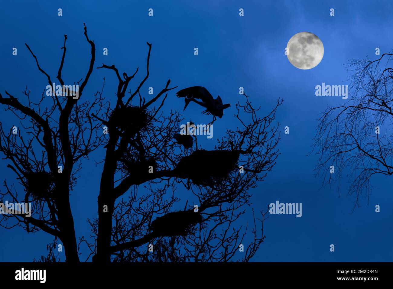 Grauer Reiher (Ardea cinerea), der auf einem Nest in einem Baum bei Heronry landet / bei Nacht mit Vollmond im Frühling Silhouette von Reiherei | Hérons cendrés (Ardea cinerea) nichent dans arbre dans héronnière, Silhouette Pendant nuit avec pleine lune en printemps 14/03/2018 Stockfoto