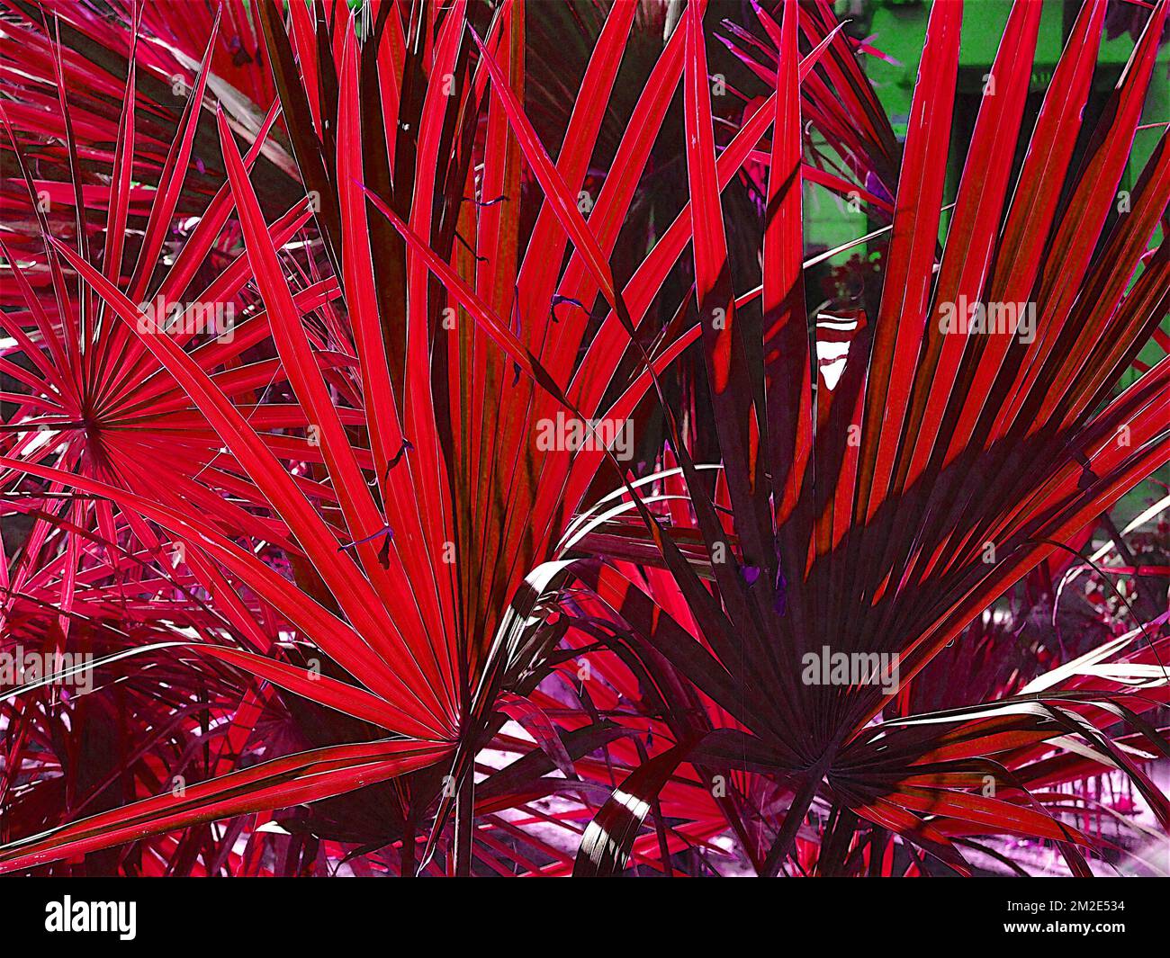 Palm Effects | Effets sur palmiers 07/12/2017 Stockfoto