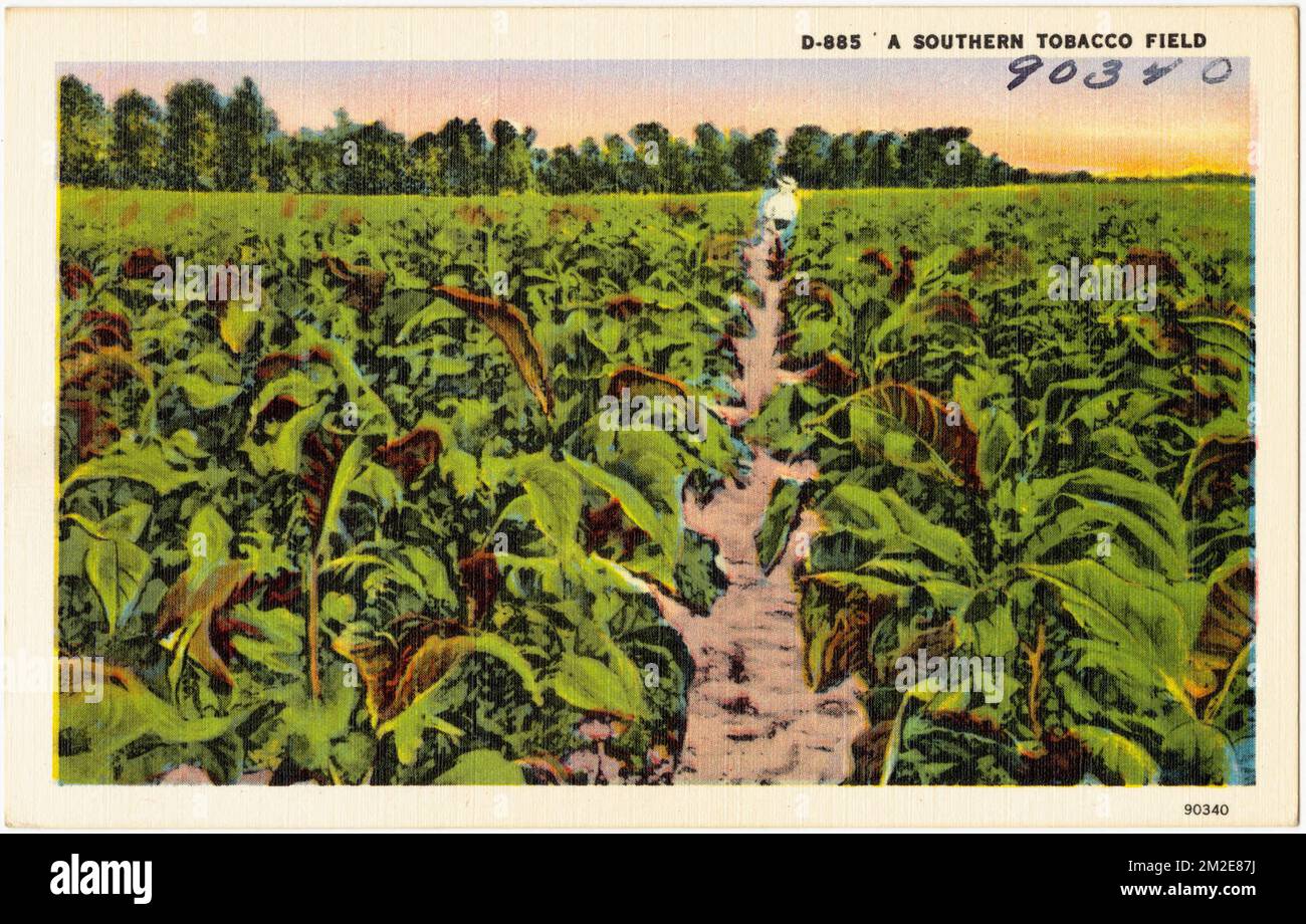 D-885. Ein südliches Tabakfeld, Tabakplantagen, Tichnor Brothers Collection, Postkarten der Vereinigten Staaten Stockfoto