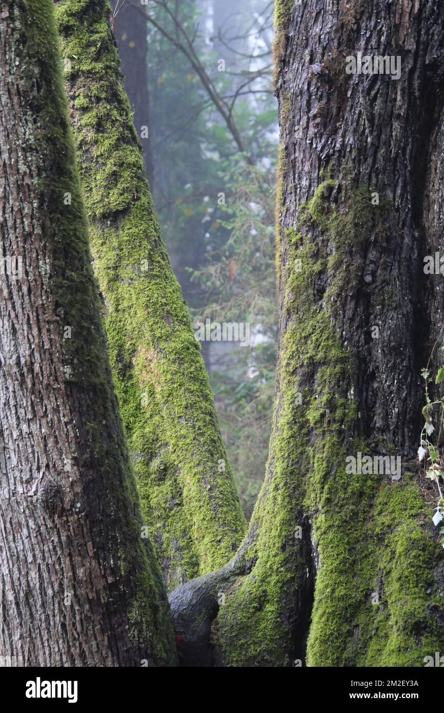 Nahaufnahme der mit Moos bedeckten Bäume im Golden Ears Provincial Park in British Columbia, Kanada Stockfoto