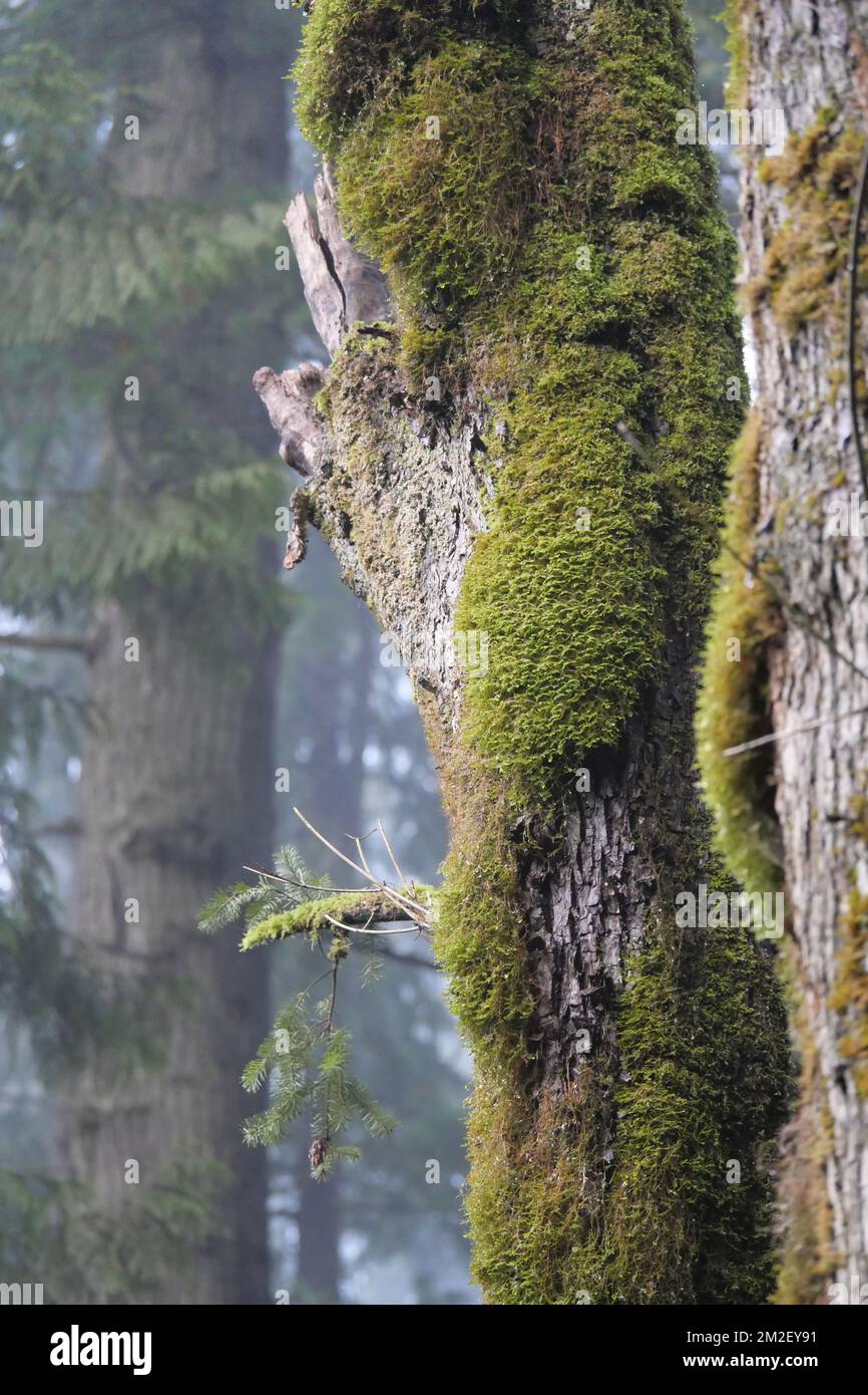 Nahaufnahme der mit Moos bedeckten Bäume im Golden Ears Provincial Park in British Columbia, Kanada Stockfoto