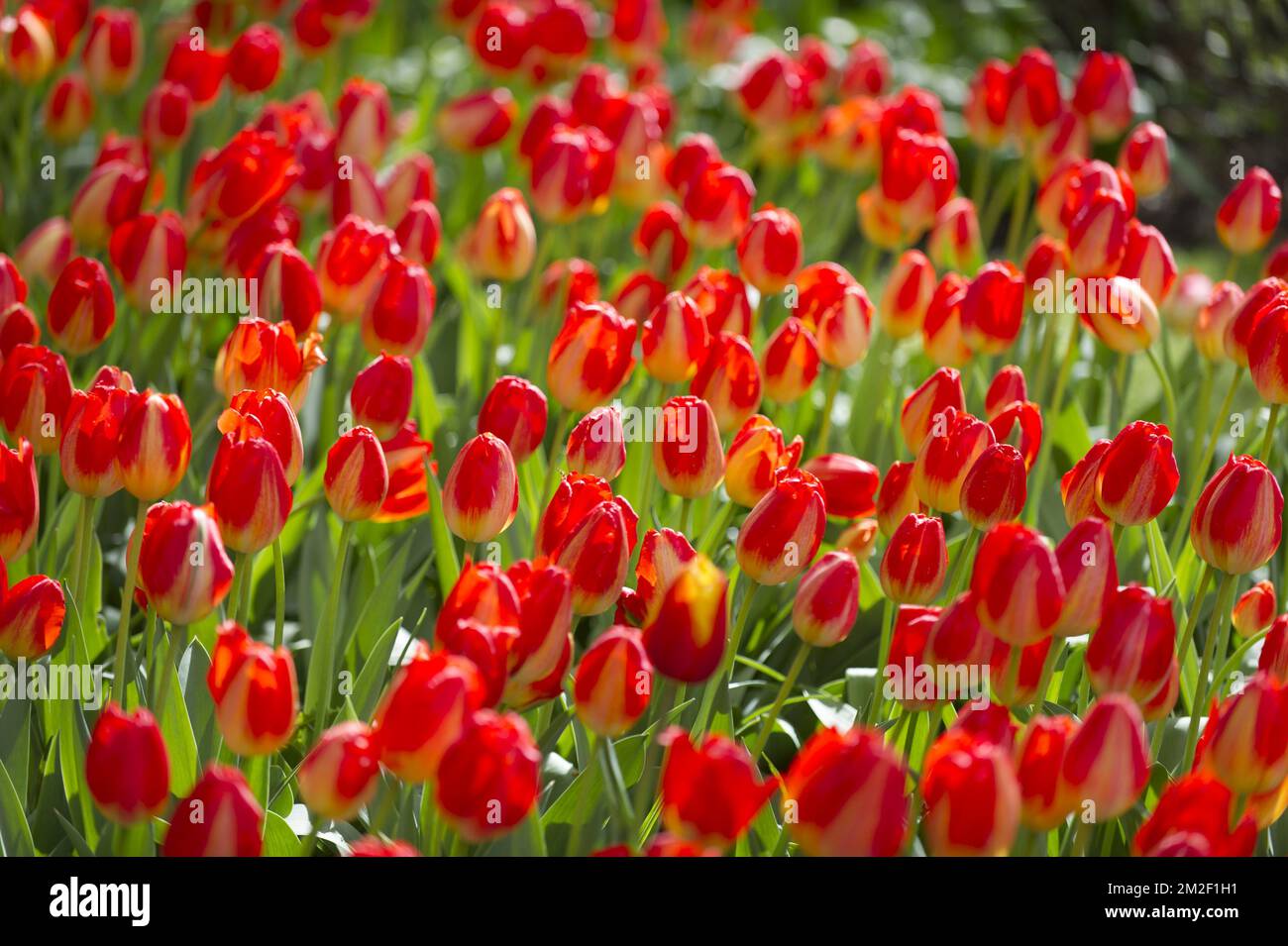 Bunte Tulpen im Blumengarten des Keukenhof | Tulipes colorées dans les jardins de Keukenhof 01/01/2018 Stockfoto