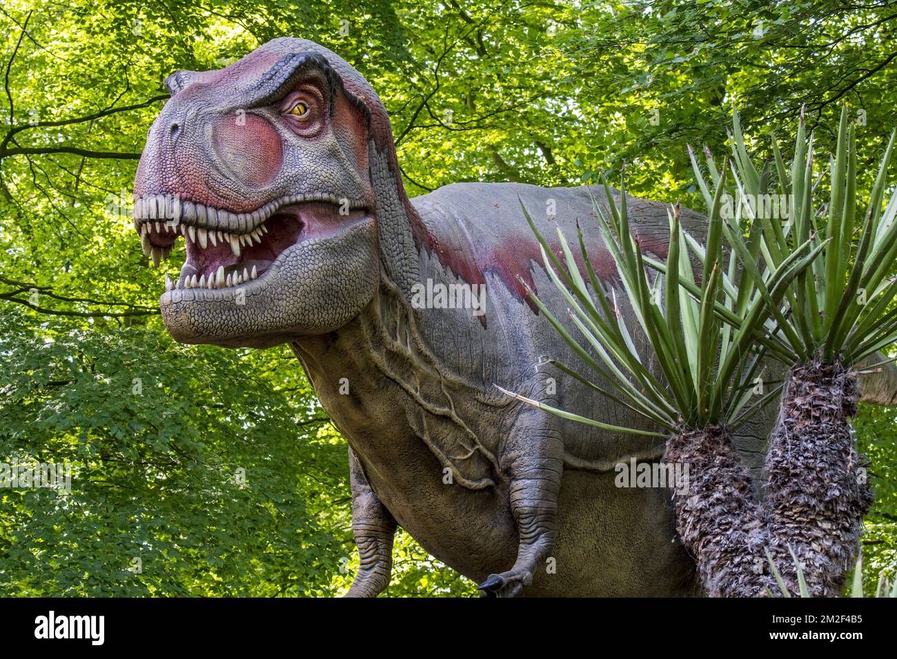 Realistische lebensnachbildung des Tyrannosaurus rex, des coelurosaurianischen Theropod Dinosaurus aus der Maastrichtianischen Zeit der oberen Kreidezeit | Réplique de tyrannosaure, Dinosaure du partie supérieure du Maastrichtien, dernier étage du système Crétacé 09/05/2018 Stockfoto